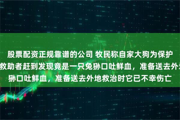 股票配资正规靠谱的公司 牧民称自家大狗为保护牛羊咬伤“大野猫”，救助者赶到发现竟是一只兔狲口吐鲜血，准备送去外地救治时它已不幸伤亡